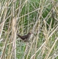 Cistothorus stellaris