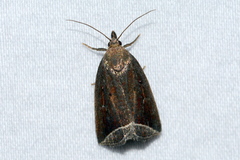 Capis curvata