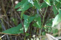 Calystegia sepium angulata