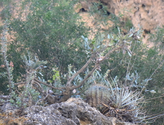 Pseudosmodingium virletii