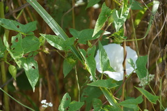Calystegia sepium angulata
