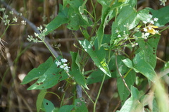 Calystegia sepium angulata