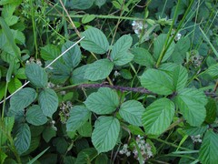 Rubus newbouldii