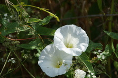 Calystegia sepium angulata
