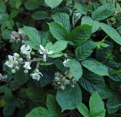 Rubus newbouldii