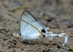 Hypolycaena
