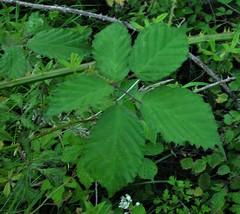 Rubus lindleianus