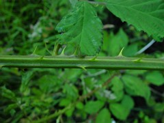 Rubus lindleianus