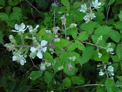 Rubus lindleianus