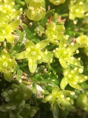 Cherleria sedoides