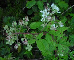 Rubus lindleianus