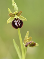 Ophrys sphegodes passionis