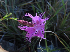 Dianthus longicalyx