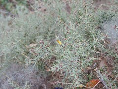 Ulex eriocladus