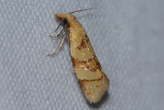 Phtheochroa vitellinana