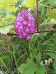 Anacamptis pyramidalis