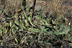 Opuntia cespitosa