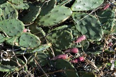 Opuntia cespitosa