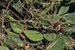 Opuntia cespitosa
