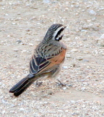 Emberiza capensis