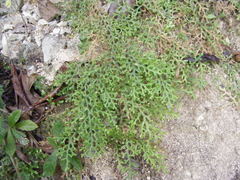 Selaginella hispida