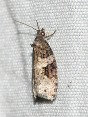 Apotomis infida