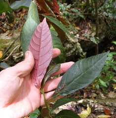Acalypha laevigata