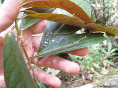 Acalypha laevigata
