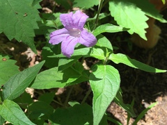 Ruellia pedunculata