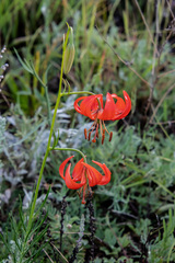 Lilium pumilum