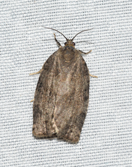 Choristoneura conflictana