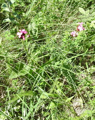 Dianthus andrzejowskianus