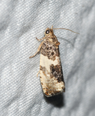 Pseudosciaphila duplex