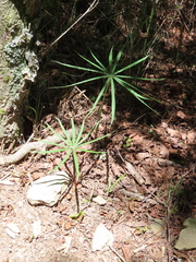 Arisaema consanguineum