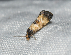 Neocochylis dubitana