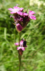 Dianthus andrzejowskianus