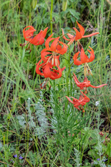 Lilium pumilum