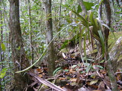 Tillandsia variabilis