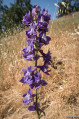 Delphinium hesperium