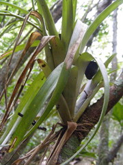 Tillandsia variabilis