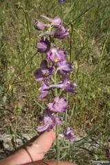 Delphinium hesperium