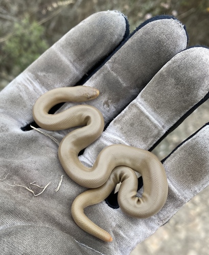 Rubber Boa observed near San Luis Obispo County, CA, USA, (c) happycow, some rights reserved (CC BY-NC)