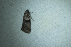 Sciota subcaesiella