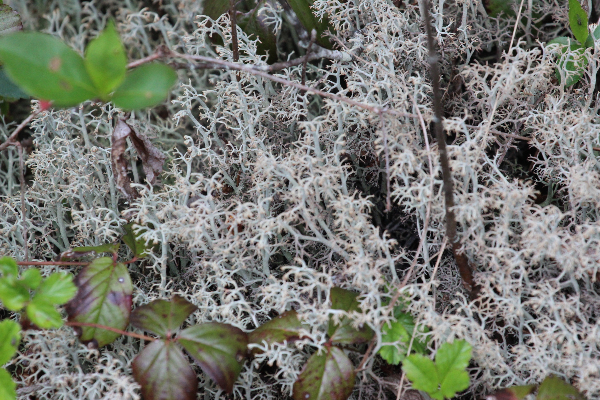 Cladonia rangiferina image