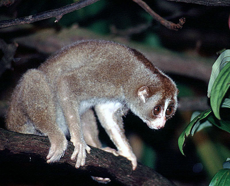 Sunda Slow Loris (Selected Mammals Of Borneo) · iNaturalist