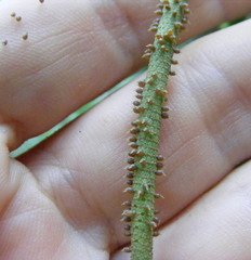 Peperomia amplexicaulis