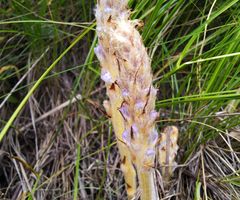 Orobanche coerulescens