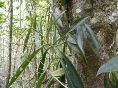 Peperomia amplexicaulis