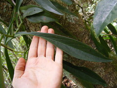 Peperomia amplexicaulis