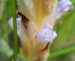 Orobanche coerulescens
